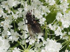 Rhinomorinia sarcophagina