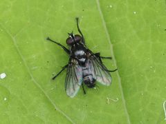 Rhinomorinia sarcophagina