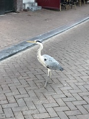 Ardea cinerea