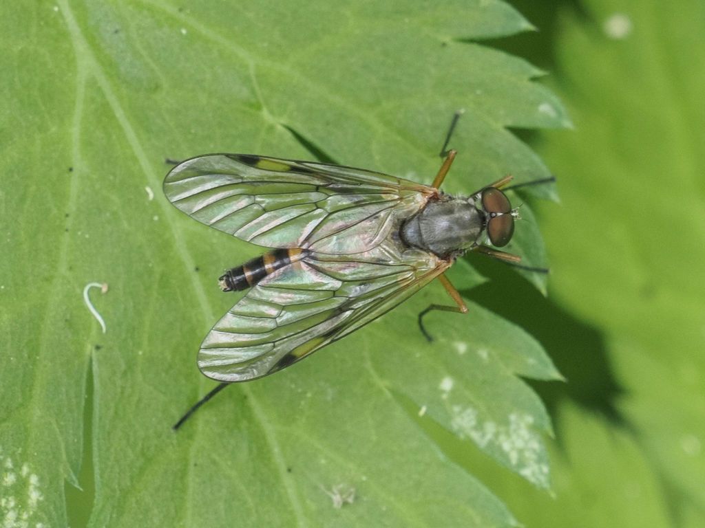 Rhagio maculatus