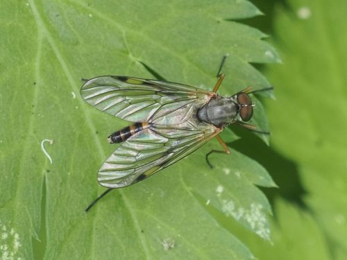 Rhagio maculatus