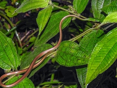 Cope's Parrot Snake photo 2