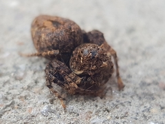 Hamataliwa rostrifrons