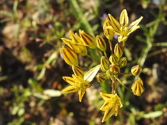 Triteleia ixioides