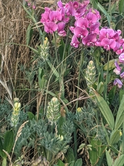 Lupinus densiflorus densiflorus