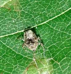 Uloboridae