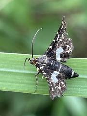 Thyris usitata