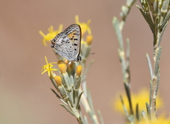 Tharsalea arota arota