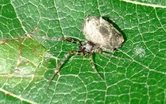 Uloboridae