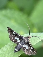 Thyris usitata