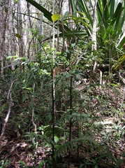 Dypsis concinna