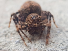 Hamataliwa rostrifrons