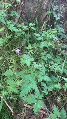 Geranium robertianum