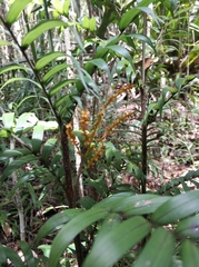 Dypsis concinna