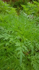 Cosmos sulphureus