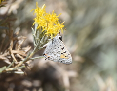 Tharsalea arota arota