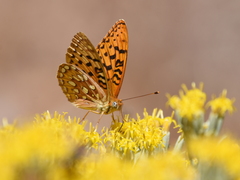Speyeria coronis semiramis