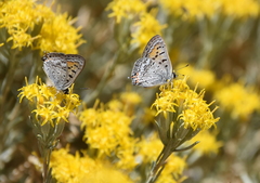 Tharsalea arota arota