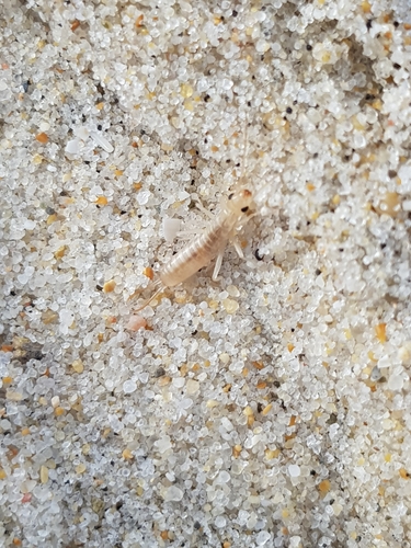 photo of Shore Earwig (Labidura riparia)