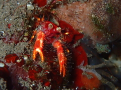 Trapezionida olivarae