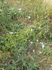 Cichorium intybus