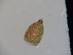 Adoxophyes templana
