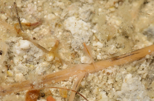 Artemia franciscana