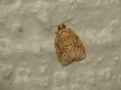 Adoxophyes templana