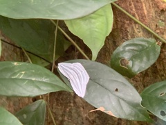 Acropteris rectinervata