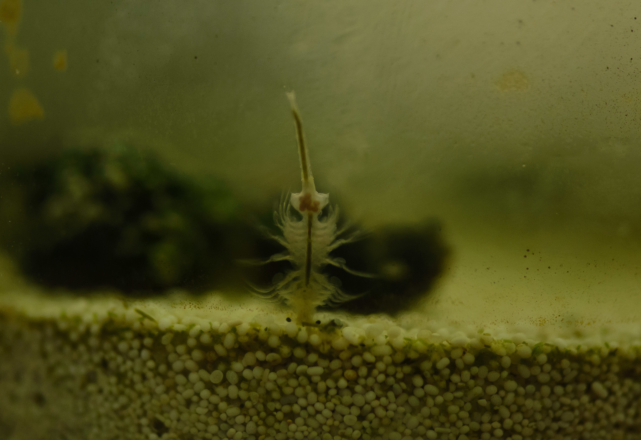Artemia monica Verrill, 1869