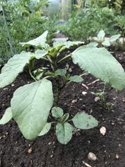 Amaranthus retroflexus