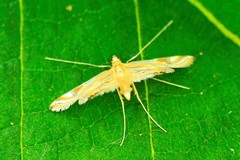 Eoophyla gibbosalis