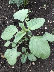 Amaranthus retroflexus