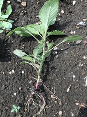 Amaranthus retroflexus