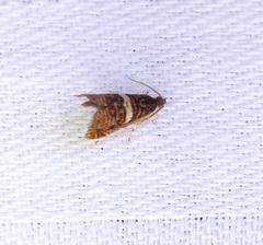 Hilarographa shehkonga