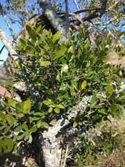 Olea capensis enervis