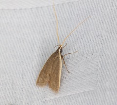 Homaloxestis multidentalis