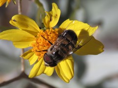 Copestylum apiciferum