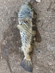 Feroxodon multistriatus