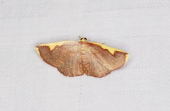 Nothomiza flavicosta