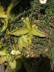Pinguicula corsica