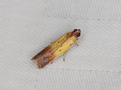 Piesmopoda semilutea