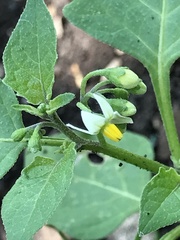 Solanum nigrum