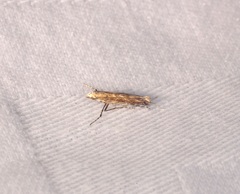 Stomphastis polygoni