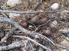 Mammillaria capensis