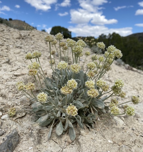 west Humboldt buckwheat (Eriogonum anemophilum)