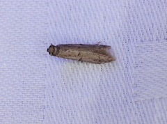 Copamyntis leptocosma