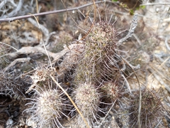 Mammillaria capensis