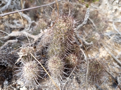 Mammillaria capensis