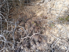 Mammillaria capensis